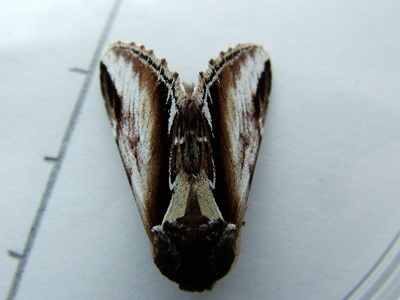 Lesser Swallow Prominent